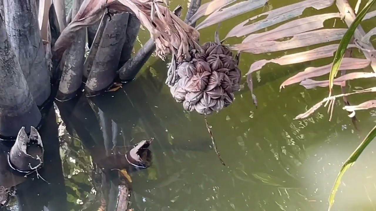Vườn hoa và trái cây đẹp ở quê em | Beautiful countryside garden in Vietnam