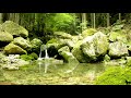 【自然の音】山奥の風そよぐ泉 / Nature Sounds - The Birdsongs in a Spring of a Ravine Blowing a Soft Breeze