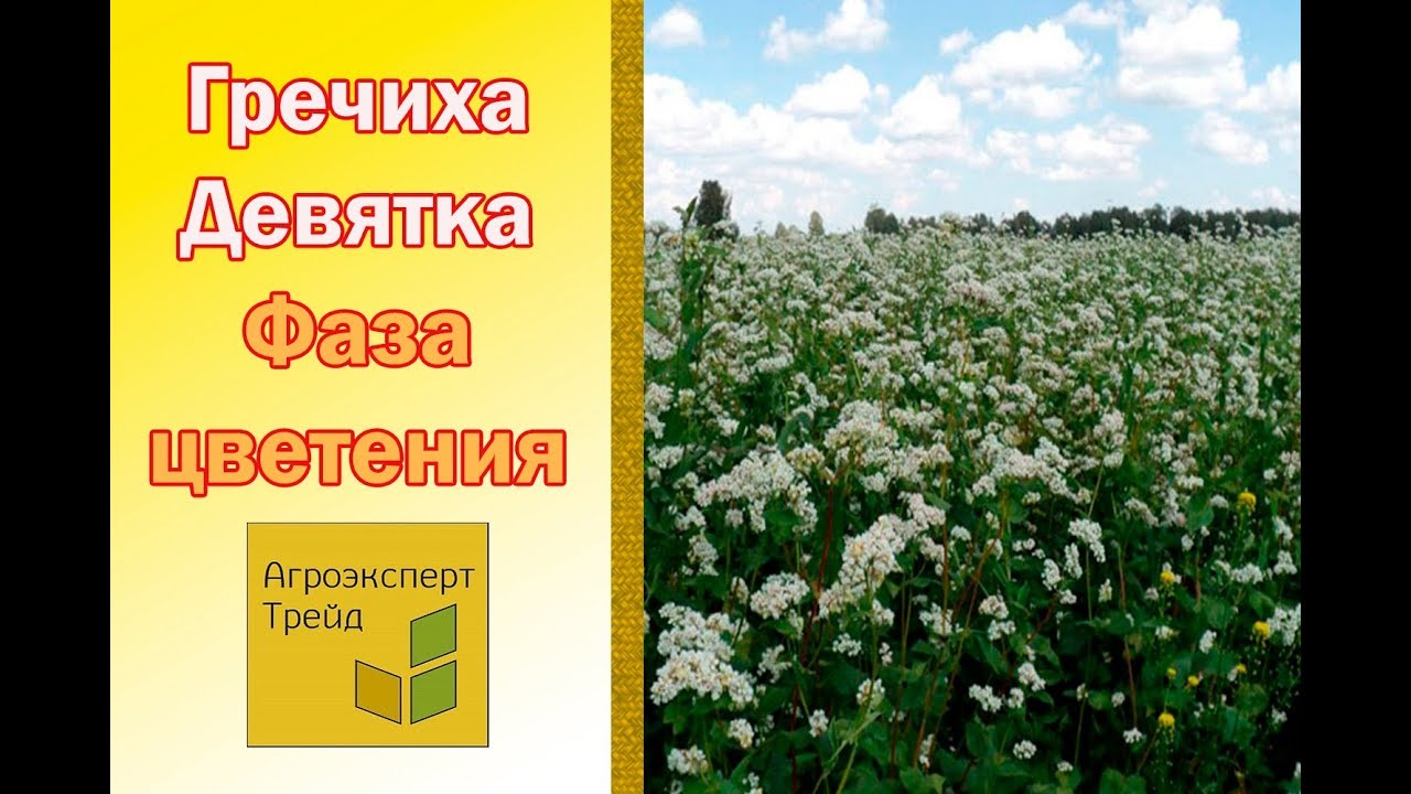 Гречиха 9. Сорт гречихи девятка. гречиха сорт дикуль. медоносные сорта гречки. медопродуктивность гречихи.