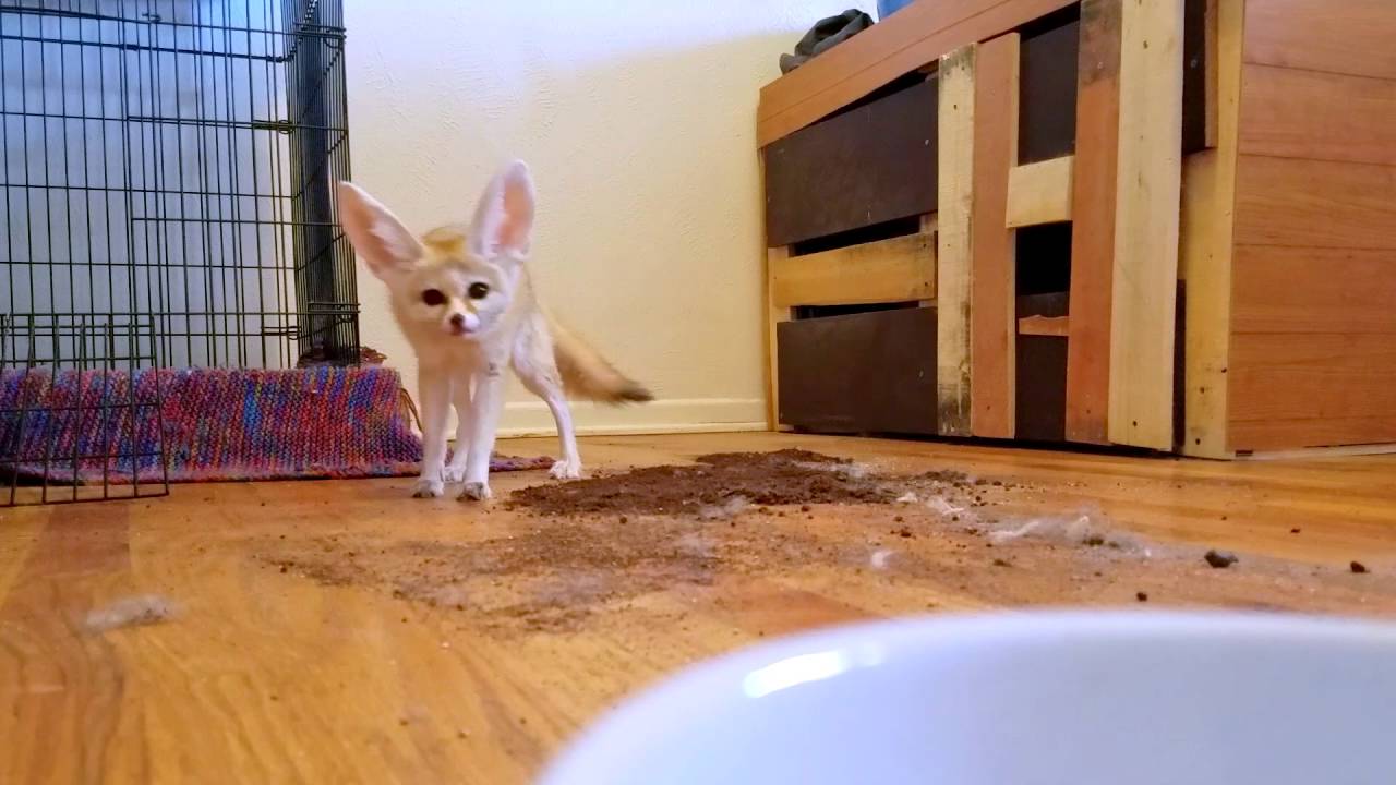 pets and animals for sale Fennec Fox Hunt Mode