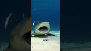  Why Is This Fish Called The Laziest Fish