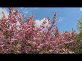 2026.4『たけべの森公園』🌸カンザン桜🌸 / 岡山市北区建部町
