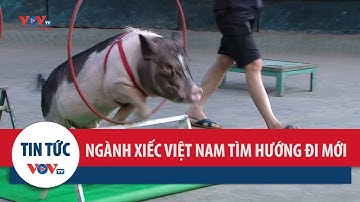 Ngành xiếc Việt Nam tìm hướng đi mới từ các động vật là thú nuôi