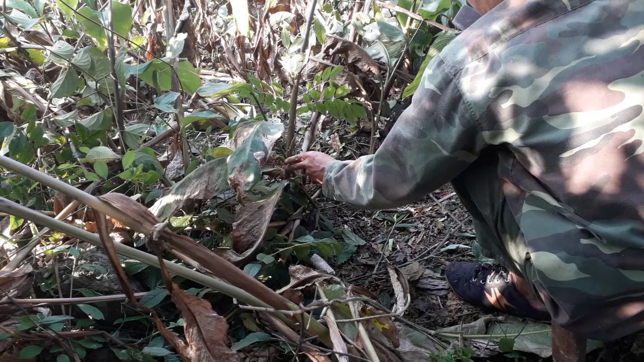 Smart boy trapping easy squirrels. how to trap squirrels. traditional traps - YouTube