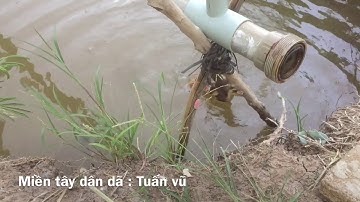 Câu cá lóc bằng vịt - 2 con cá giữ con táp vịt liên tục // fishing with ducks ....