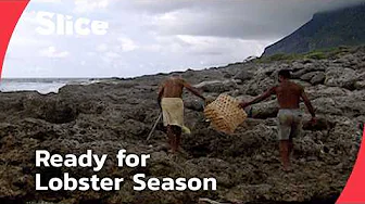 Futuna’s Lobster Fishing: An Ocean Ruled by Tradition | SLICE