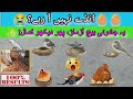 “Murgi Egg Nahi De Rahi? Bas Ye 1 Jadui Dana Khilao – 5 Din Mein Roz 10-15 Anday