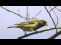 Wintervögel mit Gesang und Ruf