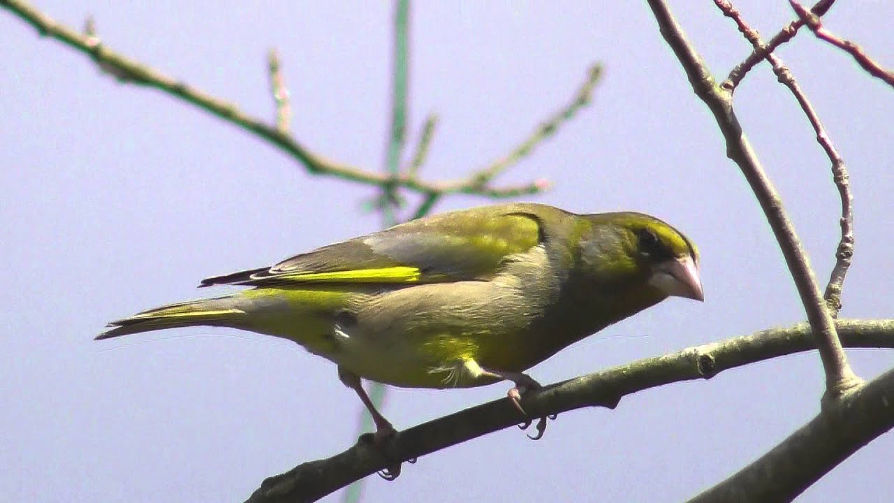 Wintervogel Mit Gesang Und Ruf Youtube