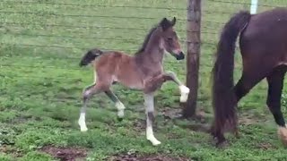 Heartland Heartbreaker Progeny