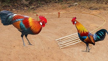 Primitive Technology: Amazing Quick Wild Chicken Trap Using Wood- Easy Wild Chicken Trap