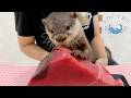 Baby Otters Go Crazy for Giant Tuna!