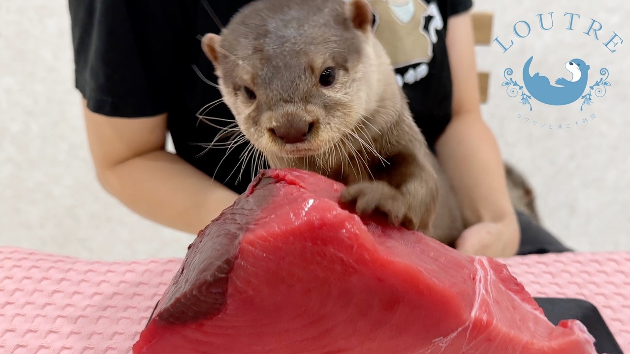 Baby Otters Go Crazy for Giant Tuna!