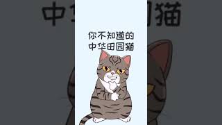 还以为中华田园猫很土、很low吗那是你不知道它的名贵。猫咪知识有猫真好