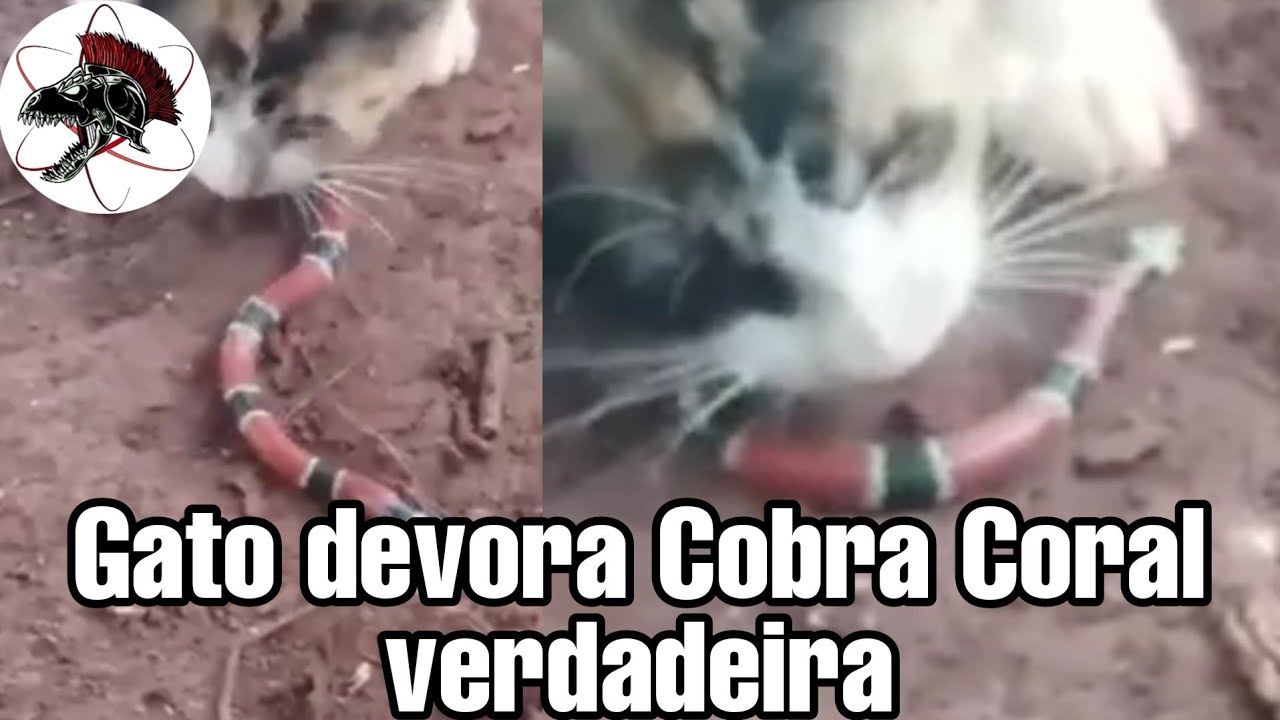 Gato devora Cobra Coral Verdadeira | Biólogo Henrique o Biólogo das Cobras