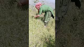 #mirch ka khet  🌶️🌶️🌶️#blog #youtube shorts #shortsvideo #short #pinky singh Pahadi queen #newreel