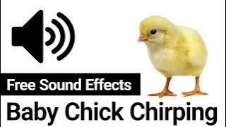 Suara Kicau Anak Ayam Untuk Menarik Perhatian Ayam Betina 🐥🔊