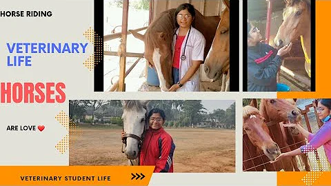 veterinary student journey with horses🐴❤ in veterinary college jabalpur #ndvsu#vetlife #collegelife