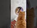 Cat watching in the mirror #prettycat #catlove #orangecat #cutecat #kitten #fluffycat #catworld