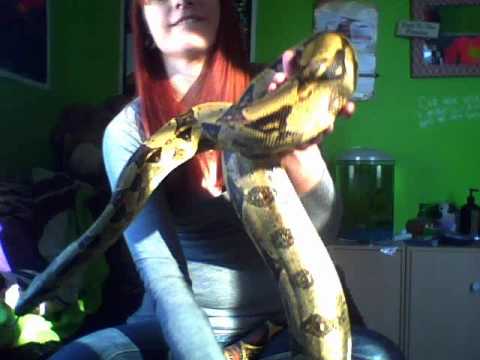 pet boarding near me cat Boa Constrictor Handling