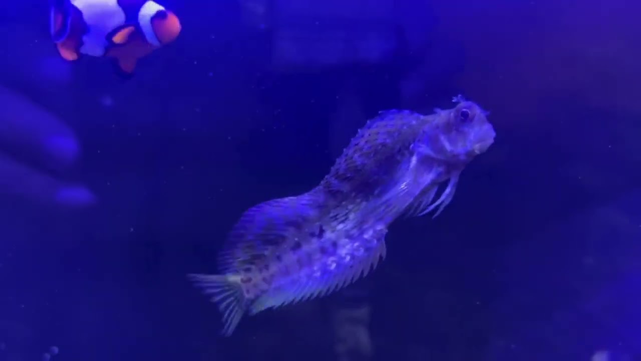 Salarias fasciatus blenio podadora el pez come algas en acuario marino ficha