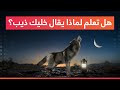 هل تعلم لماذا يقال خليك ذيب تعرف على صفات الذئب