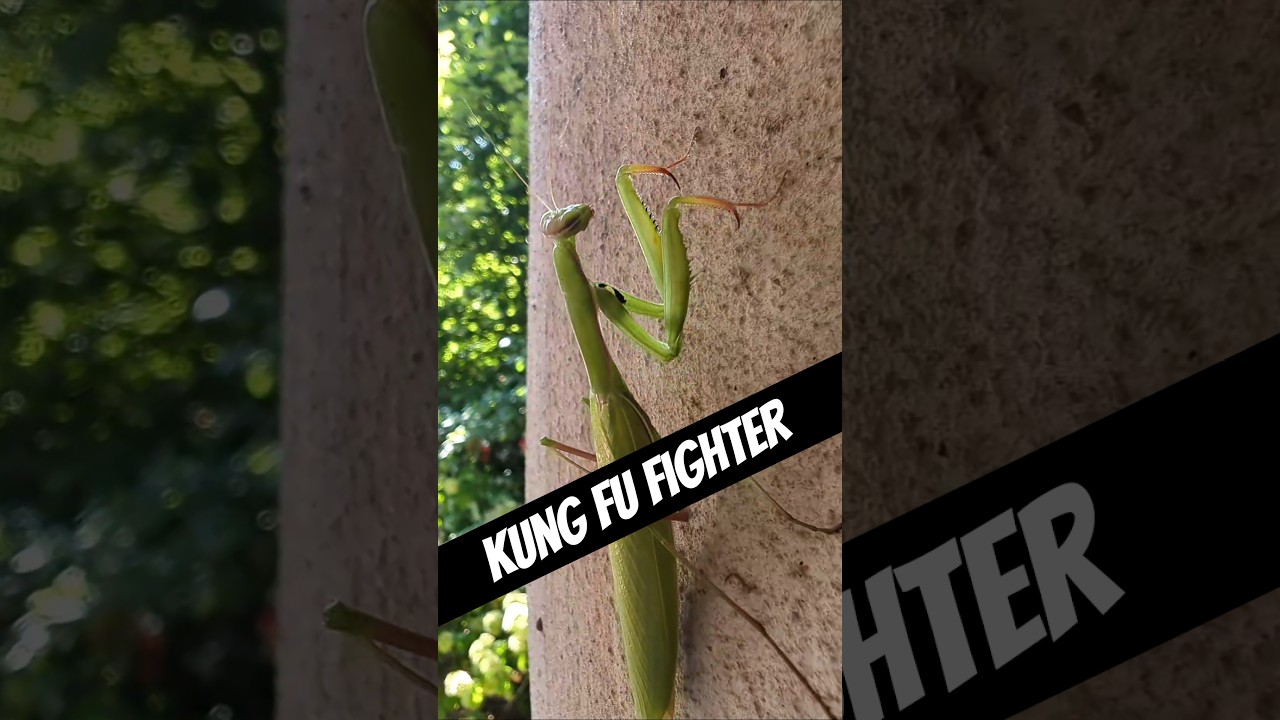 When prayer turns into kung fu!!