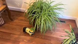 Plant & Flower Lovers #enjoygreenwithus2026