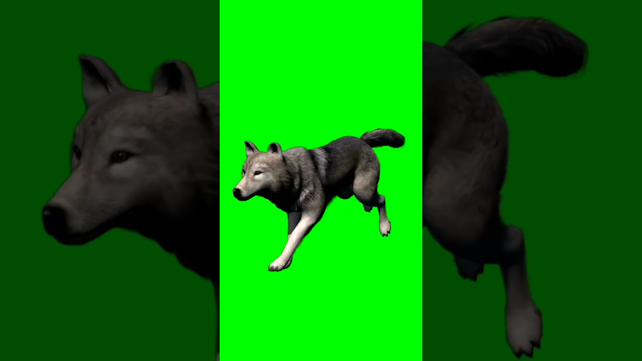 wolf 🐺 green screen 