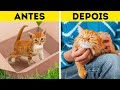 HISTÓRIA DE UM GATO DE RUA || Truques e artesanatos úteis e divertidos para seus pets