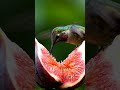 Birds Singing in Nature | Relaxing Wildlife Audio
