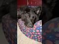 Me Hi Hun 😂 #suselvin #funnydog #vlogs