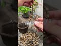 下の葉が落ちる理由。この株の2025年5月現在の様子は関連動画へ。 #観葉植物