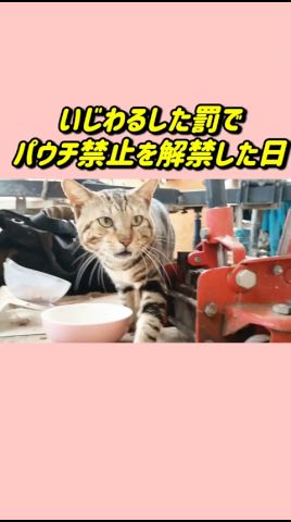 まじ?って顔🤣パウチ禁止を解禁した日#Shorts野良猫