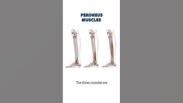 The Peroneus Muscle