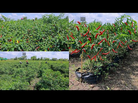 Video: Kunststof voor peper. Grondbewerking voor het planten van paprika's. Bulgaarse peper: teelt en verzorging in de volle grond