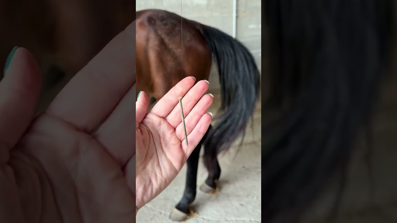 Poulain ou pouliche ? 🩷🩵 #cheval #poulain #equestrian #equitation #animaux #pony #poney #horse