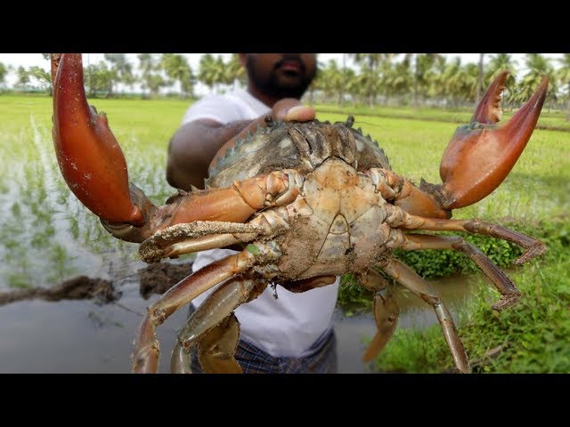 #NeverSeenBefore | Guy Catching Big Mud Crab with Bare Hand | #AmazingVideo street food | STREET FOOD