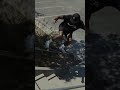Best of Nike SB 2022 #nikesb #shorts