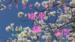 福岡市南区?桧原桜満開4/2♬さくらさくら?弾いてみました