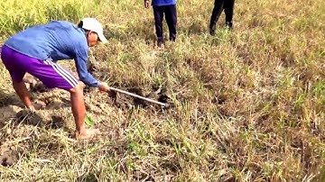 Cánh đồng ruộng bậc thang Ta Pạ và người nông dân quê tôi, Núi Tô, Tri Tôn, An Giang 10/01/2019