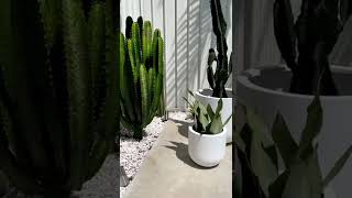 The gigantic saguaro cactus takes 10 years to grow 1 inch! The gigantic saguaro cactus takes 10 years to grow 1 inch!