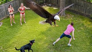 85 Most Incredible Bird Attacks Caught on Camera