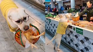 Dog go to market to buy chicken🐔