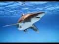 SALTINBANK ADVENT OF CYBER'21 THM DAY 9 // WHERE ALL DIZ DATA GOING : Wireshark on continue !