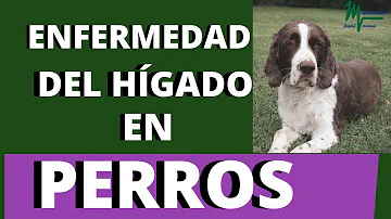 ¿Qué ocurre cuando el hígado de un perro empieza a fallar?