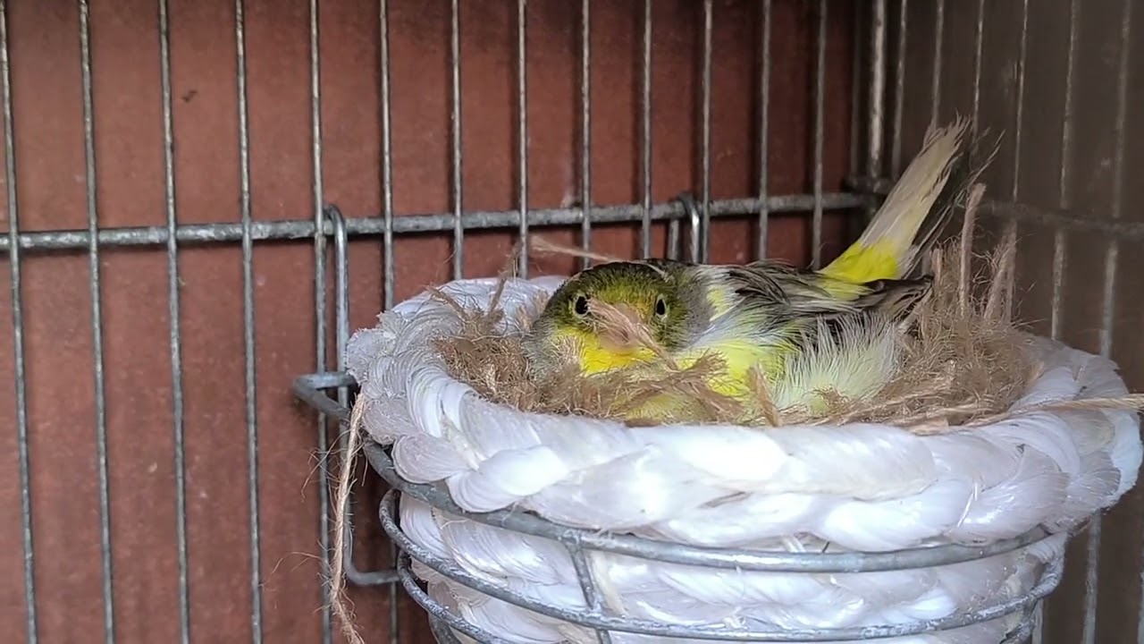 UN VISTAZO POR EL AVIARIO,TIMBRADO ORIGINAL