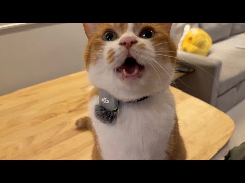 MUNEO - YouTube