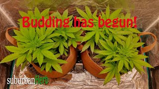 Budding has begun in the 3-in-1's! Grand daddy purple and blue dream under the Viparspectra xs4000