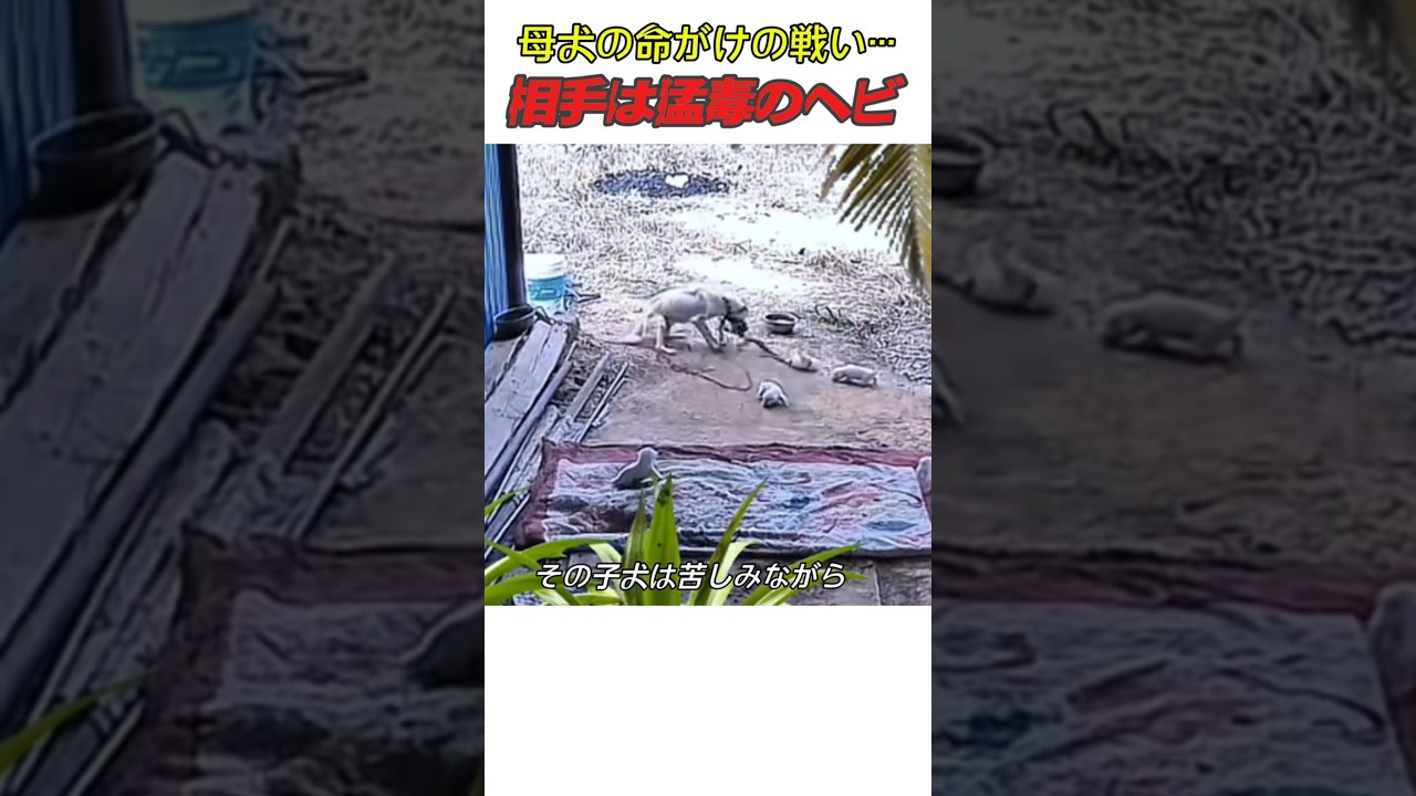 母犬の命がけの戦い…相手は猛毒のヘビ